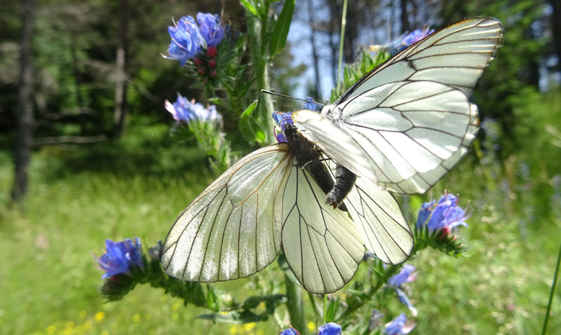91 uova gialle : Aporia crataegi su..... Sambucus nigra